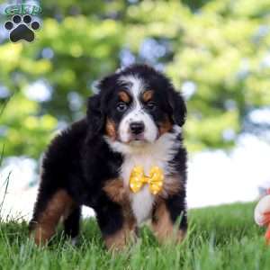 Beetle Boy, Mini Bernedoodle Puppy